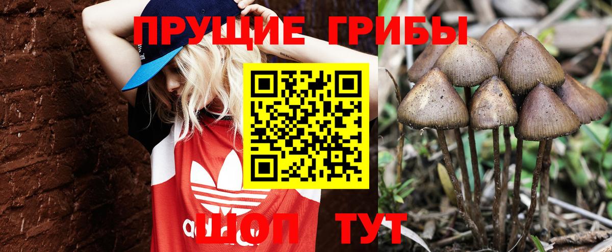Ивантеевка  Псилоцибиновые грибы MAGIC MUSHROOMS  Вход с VPN 